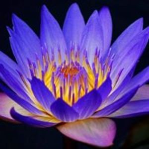 dorlindachong avatar