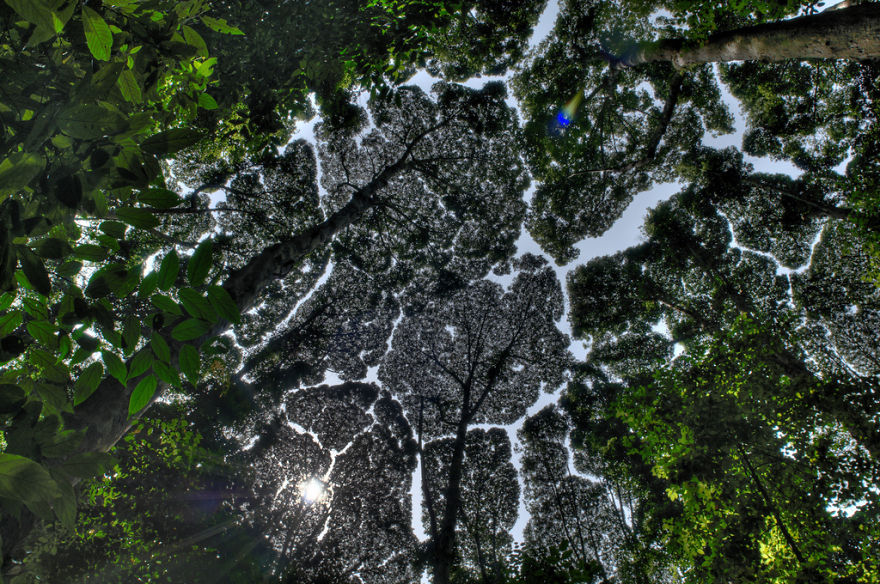 Crown Shyness Trees