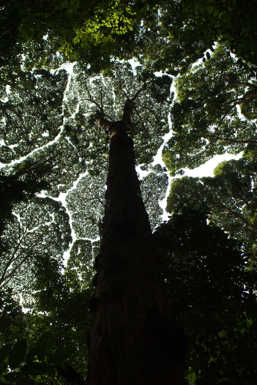 Crown Shyness Trees