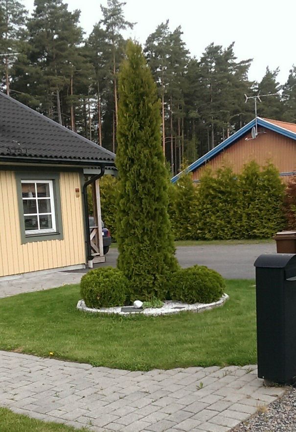 My Neighbour Got A Talent For Trimming Bushes. Should I Ask Him To Do Mine As Well?