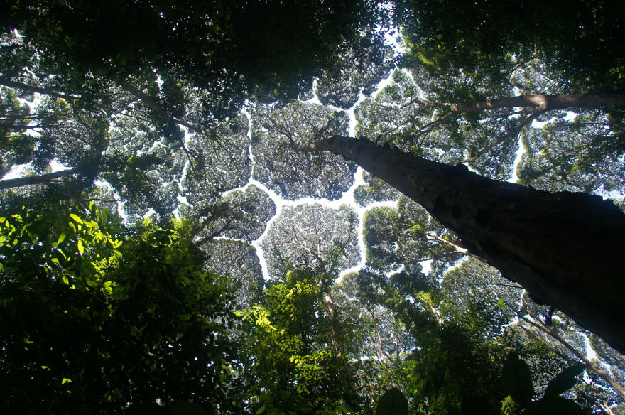 Crown Shyness Trees