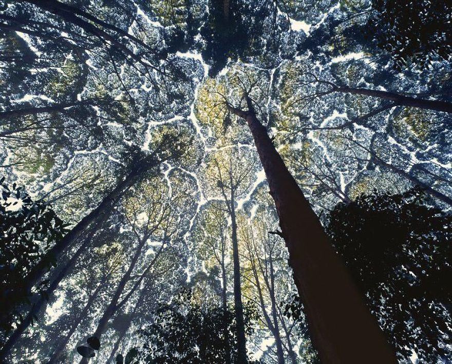 Crown Shyness Trees