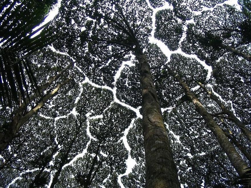 Crown Shyness Trees