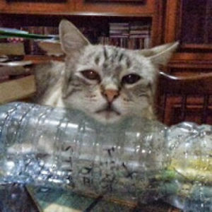 lauraambrosio avatar