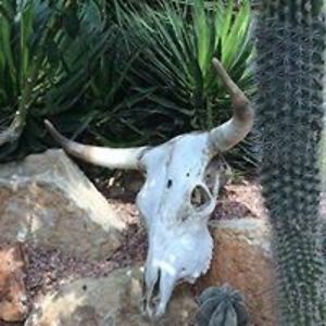 antonio_dominguez avatar