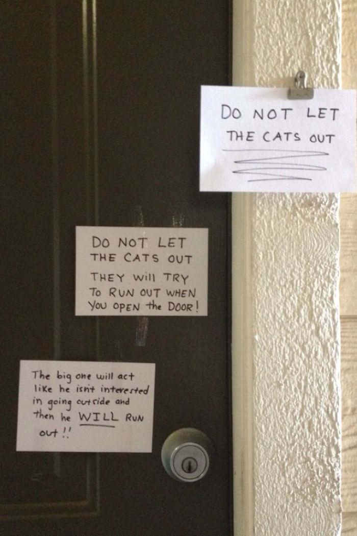 Signs on a door warning not to let the cats out, creating a humorous neighborhood note scene.