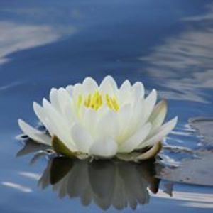 liliana_naghiu avatar