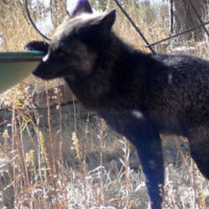 gillianharding avatar