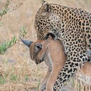 flyriverinsculpta avatar