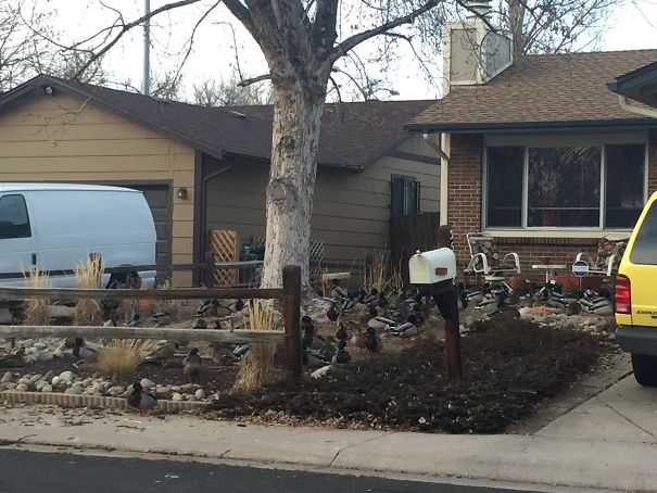 My Brother Has A Neighbor Who Feeds The Ducks Every Day! Now Ducks Pretty Much Run This Whole Street. This Is His Neighbors Yard Pretty Much 24/7. Most Times You'll See Around 60 Ducks In His Yard And In The Street, Not Caring If You Want To Drive Anywhere. They've Taken Over