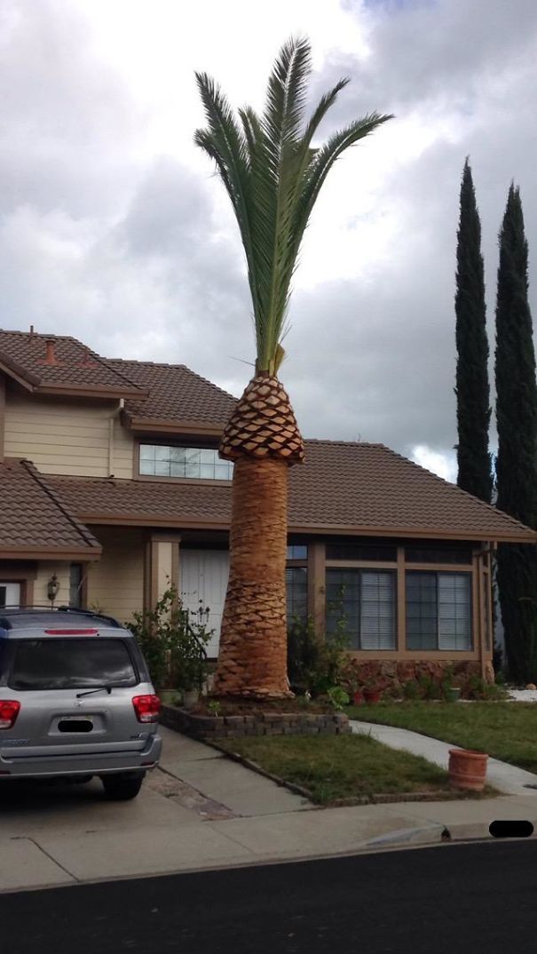 Found This Gloriously Trimmed Masterpiece In The Neighbor's Yard Today