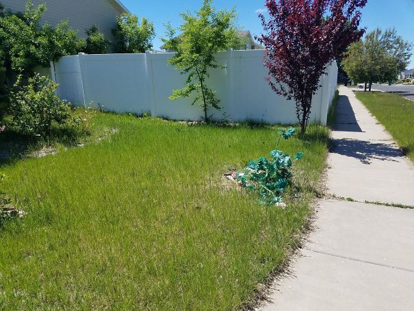 My Neighbors Planted A Fake Plant In Their Front Yard