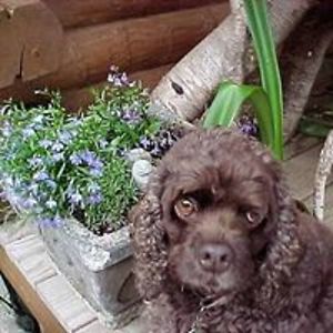 agardencottage avatar