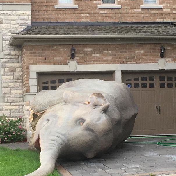 My Neighbor Has A Huge Model Elephant In His Driveway