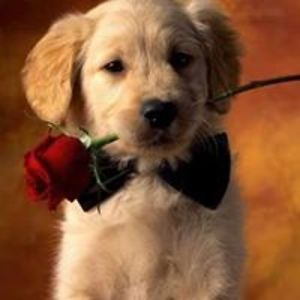 guesswhat1962 avatar