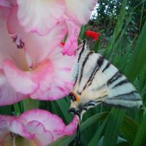 mirela_adriana28 avatar