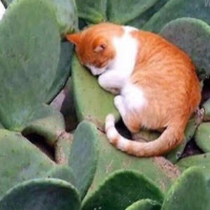 lillianwessel avatar