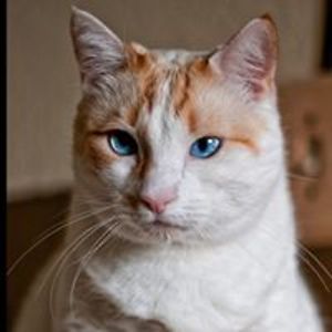 whollybully69 avatar