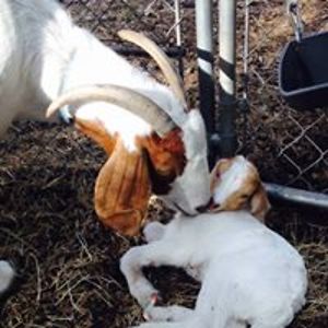 michelle_prioritypetcare avatar