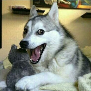 michaelmeissner avatar