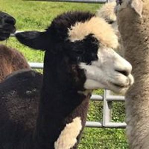 s_ottenbreit_2002 avatar