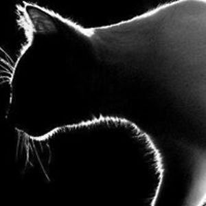 loulabelle004 avatar