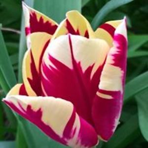 helen_fieldsend279 avatar