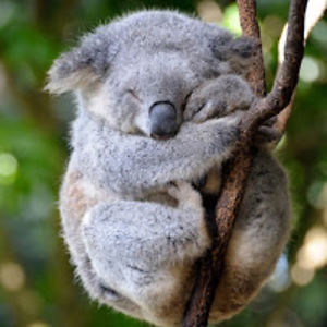 suskewietjansens avatar