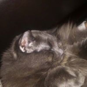 mariaallshouse avatar