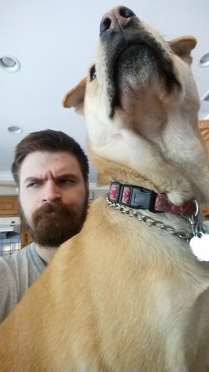 My Pup Is Convinced She Is A Lap Dog