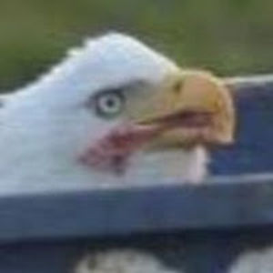 eaglede avatar