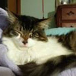 brenda_bontrager avatar