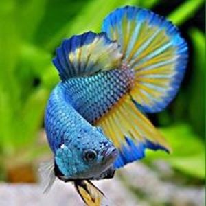 hillary_bowden avatar