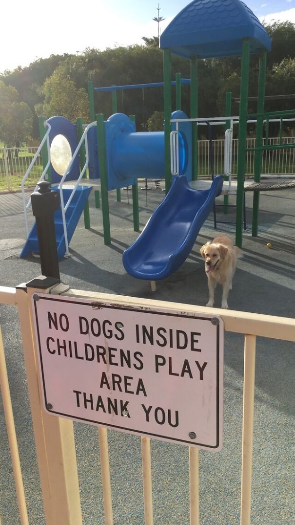 Found This Doggo While Walking Home