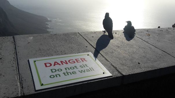 These Two Freedom Loving Birds