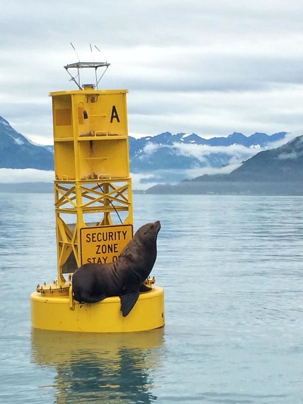 Seal Doesn't Care What Your Sign Reads