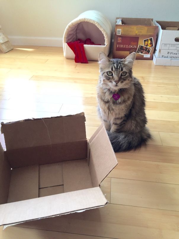 My Cat Is A First World Anarchist