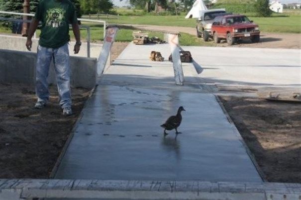 This Duck... Gave Zero F*cks