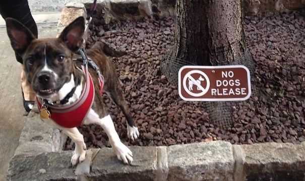 The Smile Of A Rebel