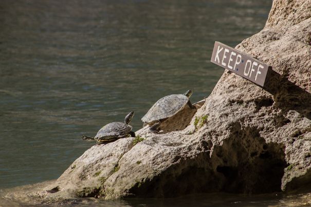 These Turtles Knew Exactly What They Were Doing
