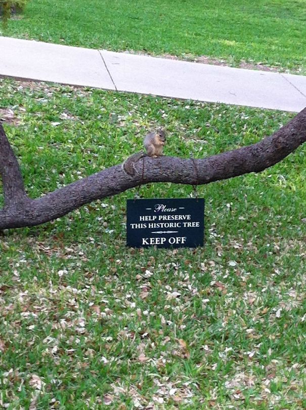 Rebel Squirrel Doesn't Listen To Authority