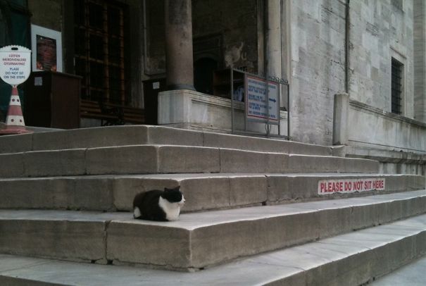 F*ck You, I Won't Do What You Tell Me