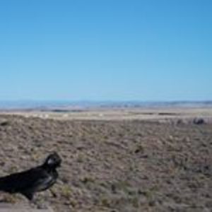 stclarekteacher avatar