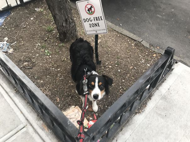 My Dog Gets It