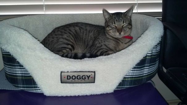 Cats Are Natural Rebels