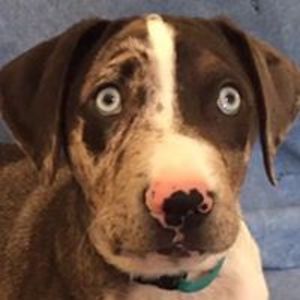 askrealestatebrenda avatar