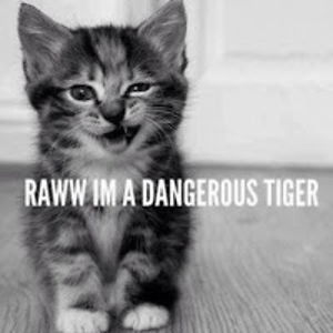 aristotlethephilosophercat avatar