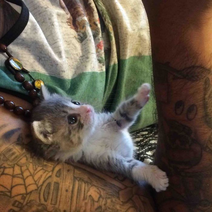 My Boyfriend Doesn't Love Cats, So I Was Worried About Bringing Home This Orphan Rescue. Now, They Won't Leave Each Other Alone