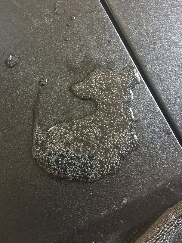 My Spill Kinda Looks Like A Cute Dachshund Puppy