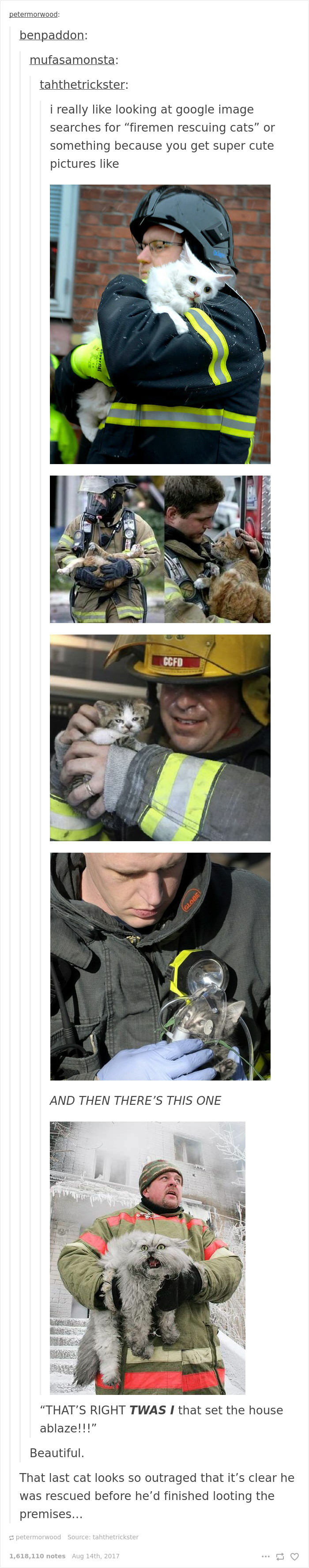 Funny-cat-pics-tumblr